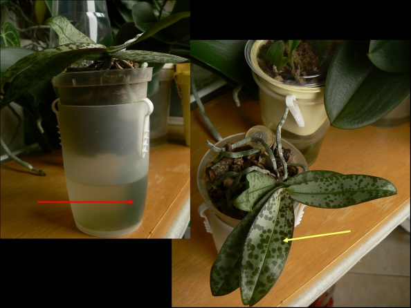 Phalaenopsis lindenii.JPG