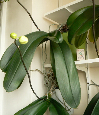 Phalaenopsis hybr..jpg