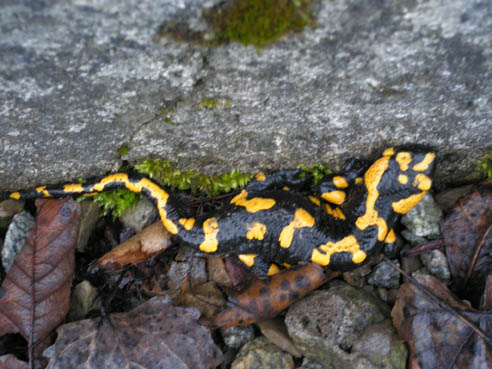 Salamandra.jpg