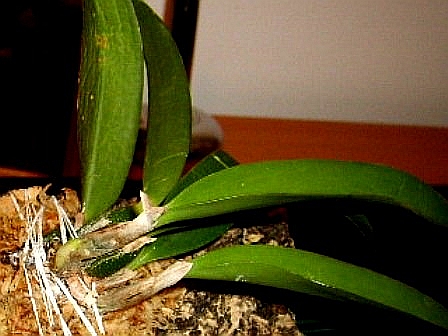 reanimacja laelii I.JPG