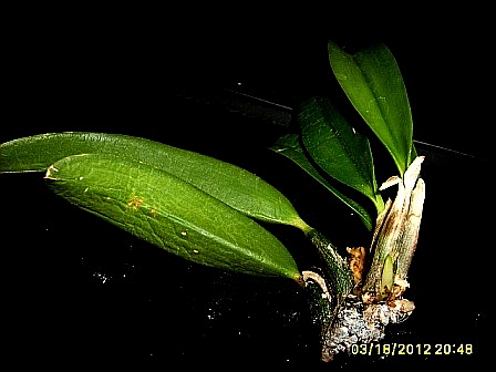 reanimacja laelii II.JPG