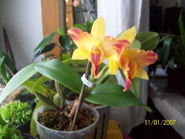 Cattleya cała.jpg