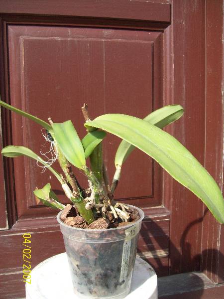 C.Maxima.jpg