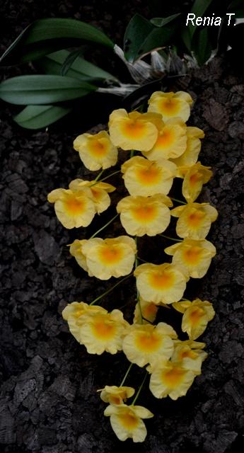 DSC_0050 - Kopia.JPG