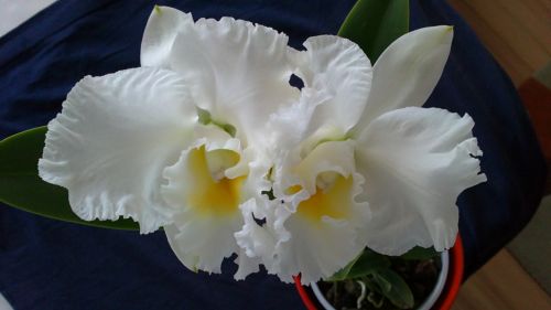 cattleya 2.jpg