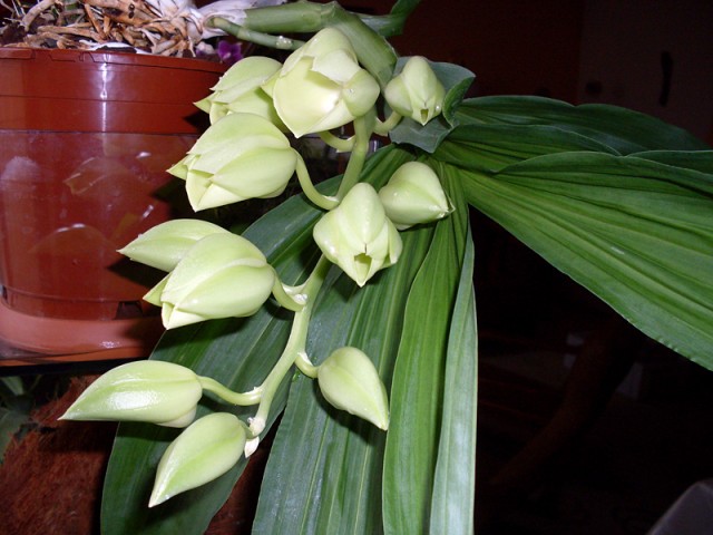 Catasetum_pileatum_1.jpg