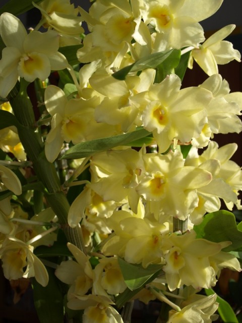 Dendrobium3.JPG