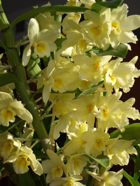 Dendrobium1.JPG