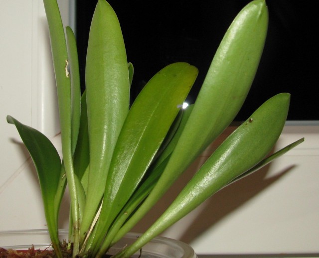 masd2.jpg (156.42 KiB) Przeglądane 159321 razy masd2.jpg