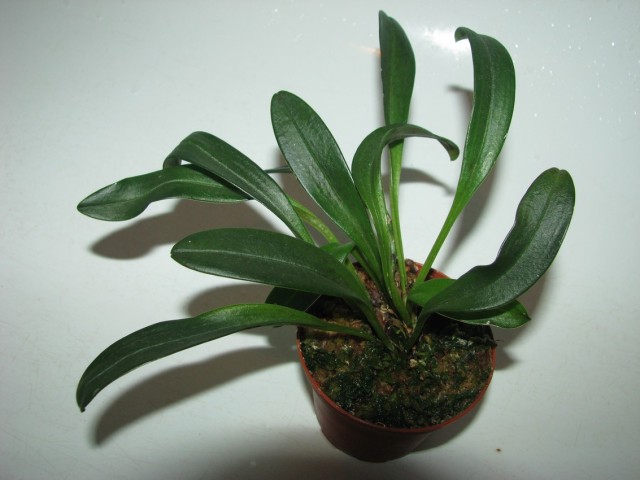 masdsb3.JPG (158.01 KiB) Przeglądane 154036 razy masdsb3.JPG