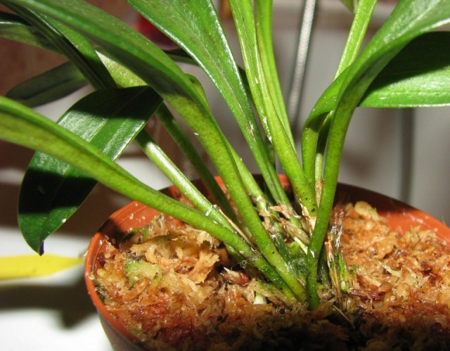 masdsb przyrosty.jpg (136.61 KiB) Przeglądane 159321 razy masdsb przyrosty.jpg