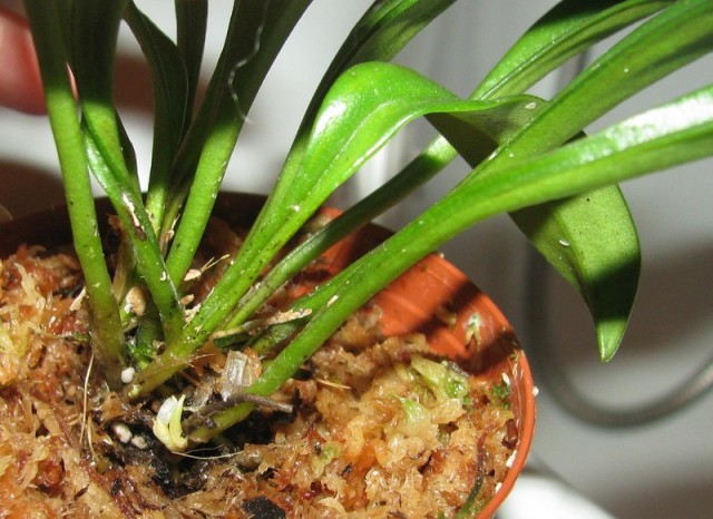 masdsb przyrosty2.jpg (140.78 KiB) Przeglądane 161272 razy masdsb przyrosty2.jpg