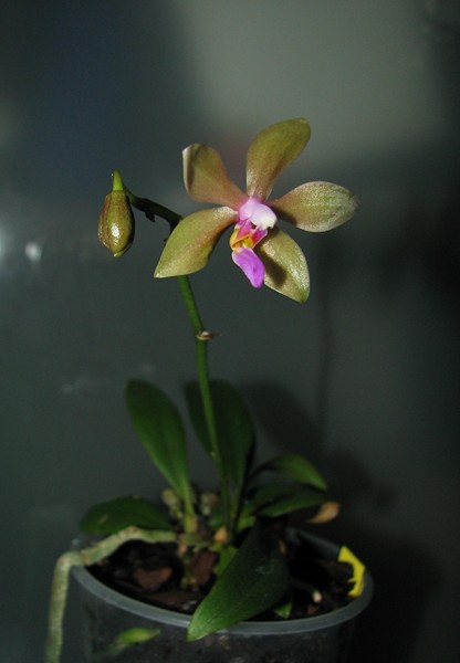 phal1.jpg