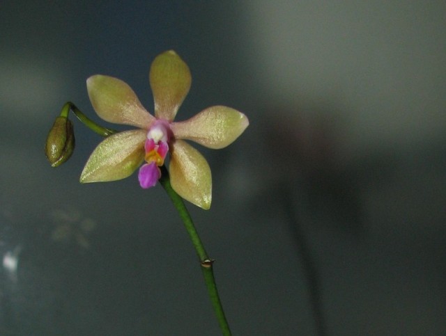 phal3.jpg