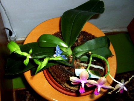 keiki phal Liodoro.JPG