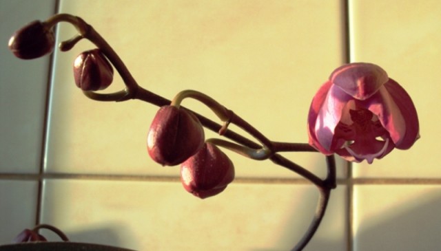 Phalenopsis 1.jpg