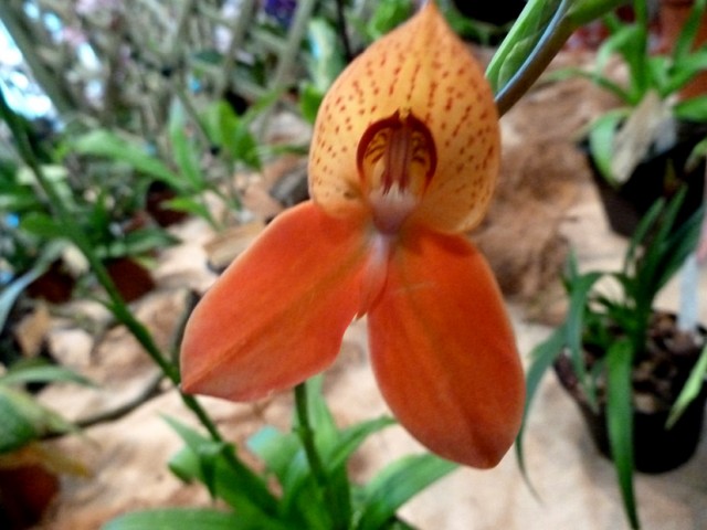 Disa African Star.jpg