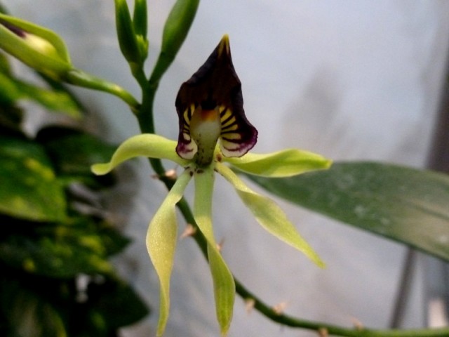 Encyclia cochleata1.jpg