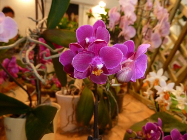 Phalaenopsis equestris.jpg