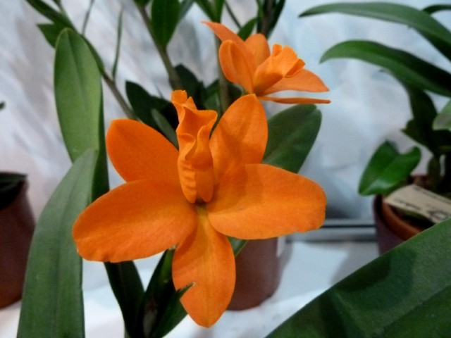 Pot. Shinfong Little Love.jpg