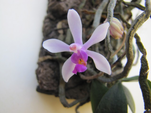 Phalaenopsis wilsonii.JPG