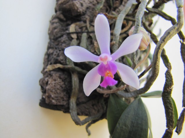 Phalaenopsis wilsonii 2.JPG