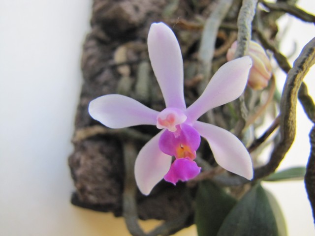 Phalaenopsis wilsonii 3.JPG