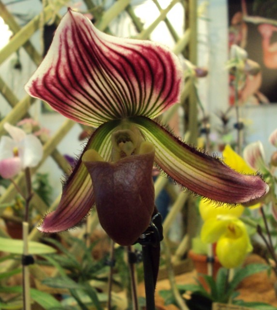 Paphilopedilum Maudiae vinicolor.jpg