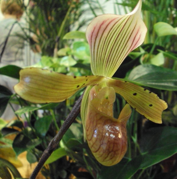 Paphilopedilum tonsum 1.jpg