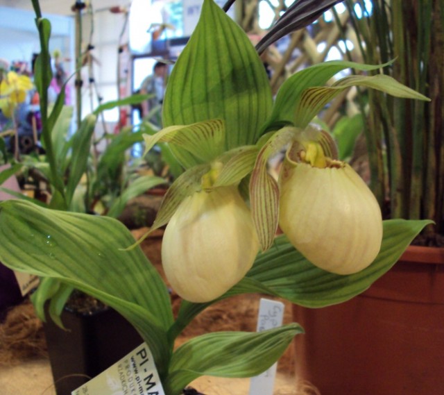 Cypripedium Paciolatum.jpg