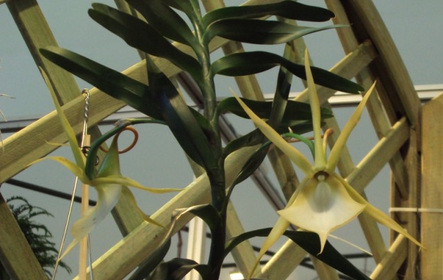 Angregacum viquensi.jpg