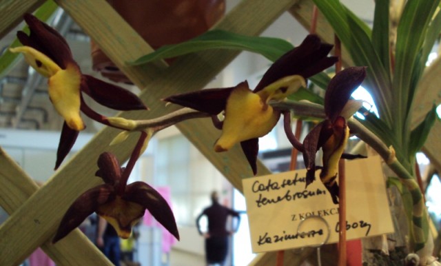 Catasetum tenbrosum.jpg