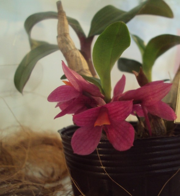 Dendrobium Hibiki.jpg
