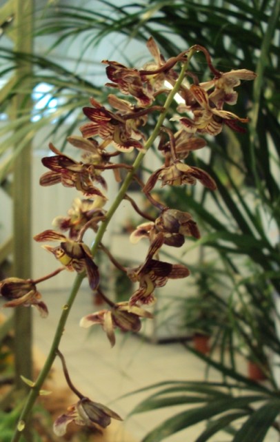 Oecoclades saundersiana.jpg