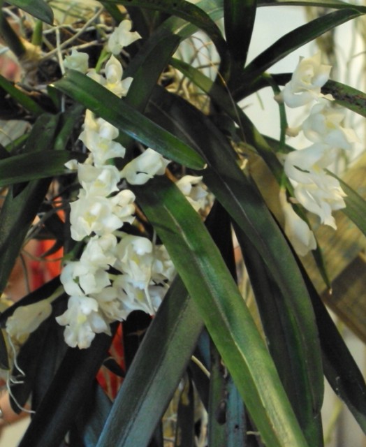 Rodriquezia venustra.jpg