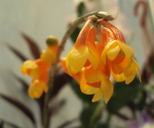 Dendrobium Subclausum.jpg