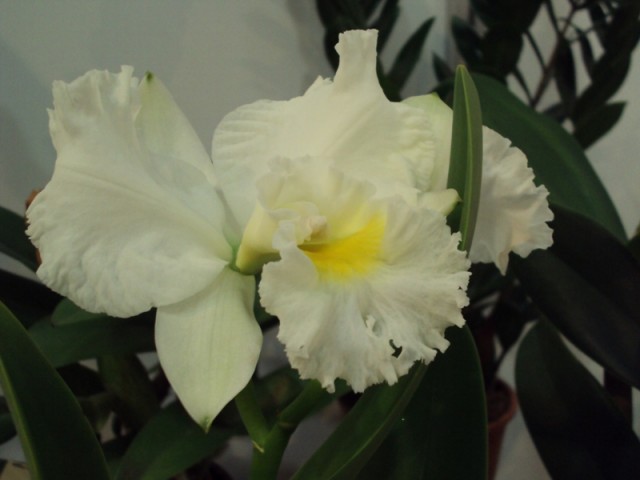 Cattleya hybryda.jpg