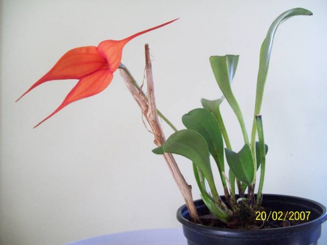 M.Falcata2012-wiosna4.jpg