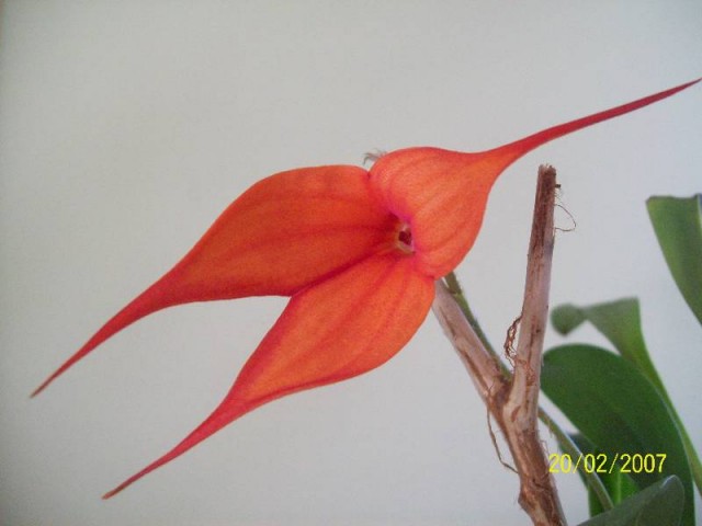 Kwiat M.Falcata 2012 - wiosna5.jpg