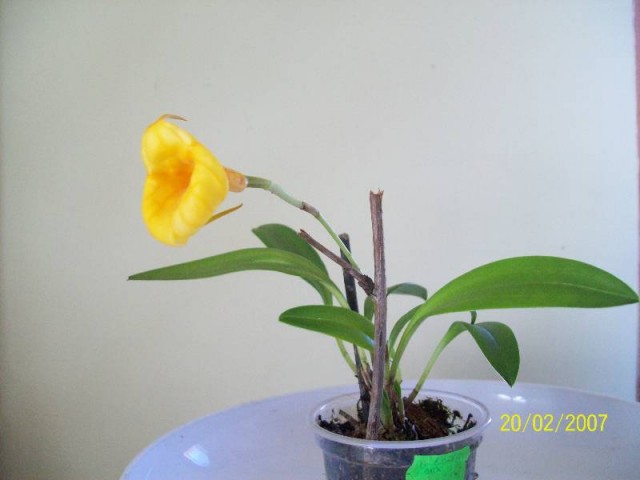 Masdevallia Sheila Mix - cała 2012.jpg