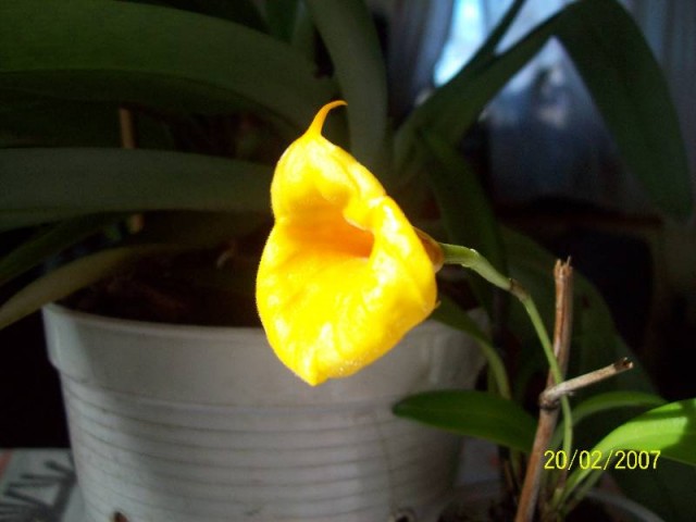 Kwiat S.M.z ukosa.jpg