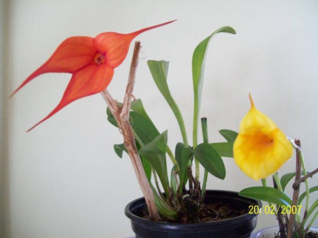 Falcata i Sheila Mix.jpg