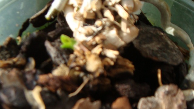 DSC06642.JPG