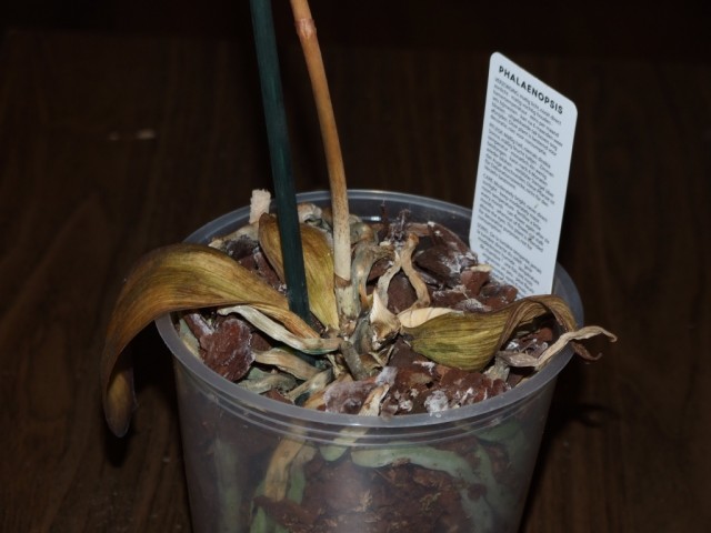 DSCF4252.JPG
