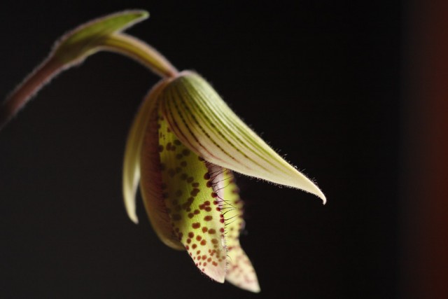 IMG_1208pie8 900.jpg