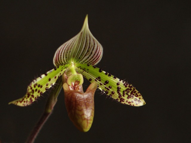 piegus ccc 700 1.jpg