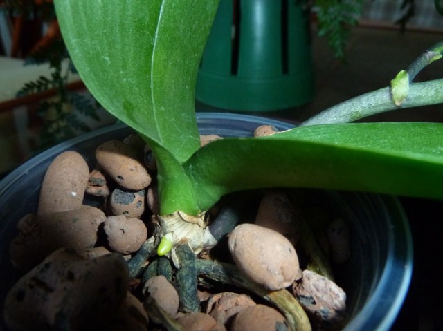 Phal1.jpg
