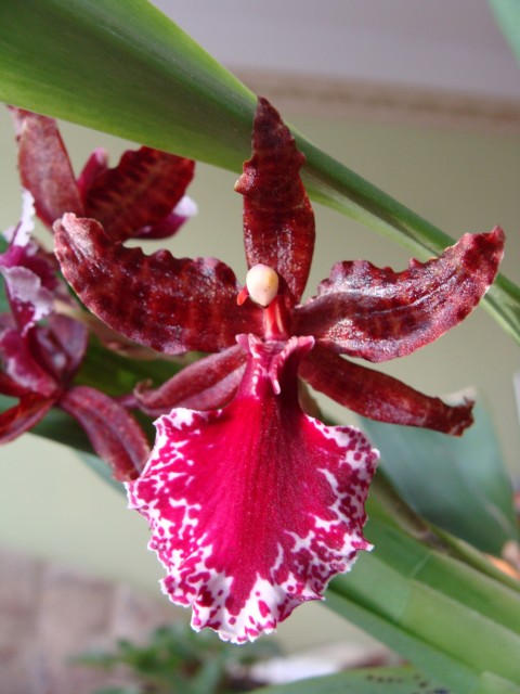 oncydiowate czerwone.JPG