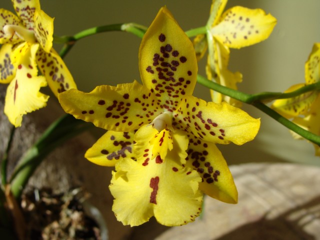 oncydiowate zolte.JPG