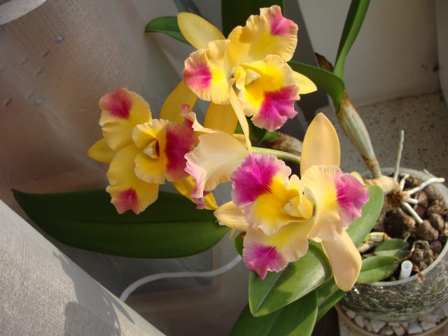 cattleya hybryda.JPG